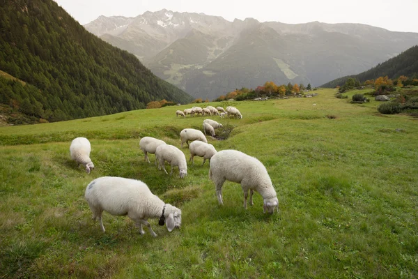 Flock of sheep in an italian mountain pasture — Stock Photo, Image