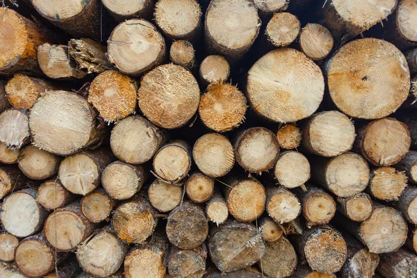 Pila de madera picada en el bosque —  Fotos de Stock