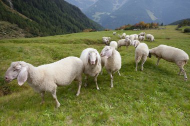 İtalyan dağlarında koyun sürüsü.