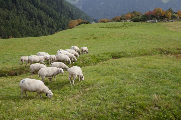 Stádo ovcí na italských horských pastvinách — Stock fotografie