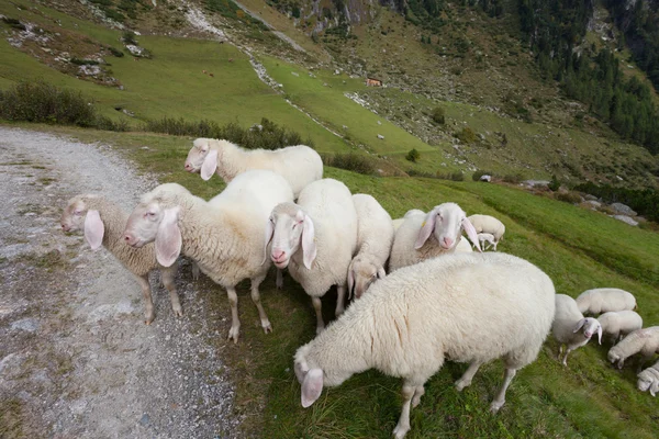 Flock of sheep in an italian mountain pasture — Stock Photo, Image