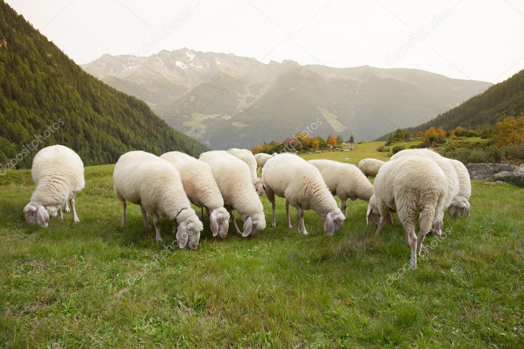 flock of sheep in an italian mountain pasture