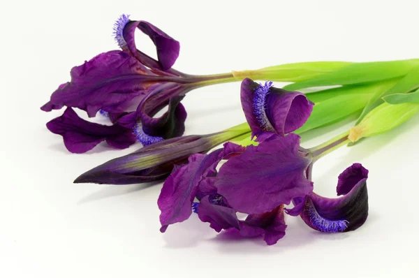 Blommor Iris — Stockfoto