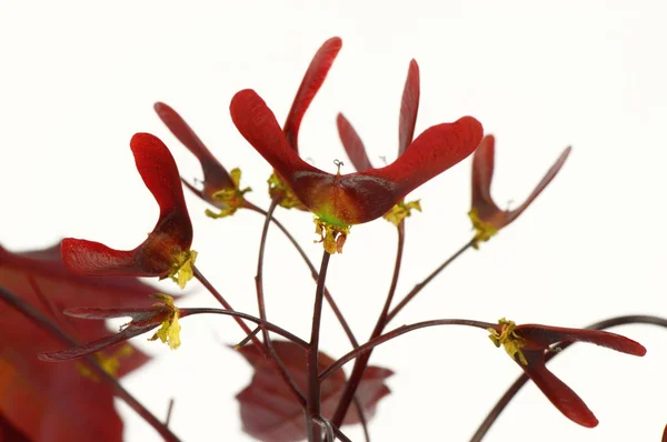 花と赤いカエデの種子 — ストック写真