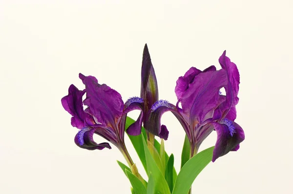 Blommor Iris — Stockfoto