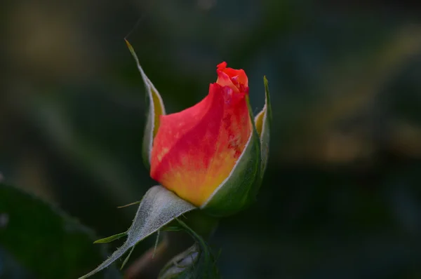 Rosa. — Fotografia de Stock