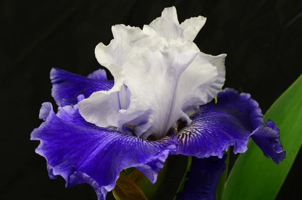 Blomman Iris — Stockfoto