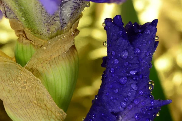 アイリスの花 — ストック写真