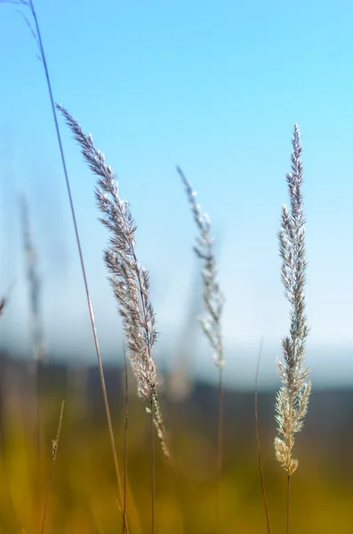Alan çim üzerinde parlak güneşli bir günde