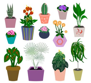 Bitki saksılarında güzel ve şirin bitkiler var.. 