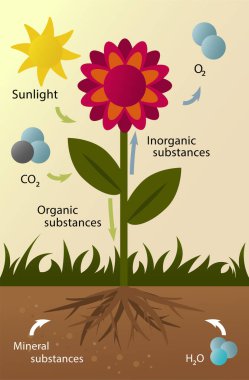 Santraldeki maddelerin taşınması şeması