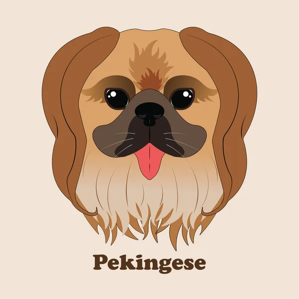 Pekingeser. Skriv ut med söt hund med bakgrund. — Stock vektor