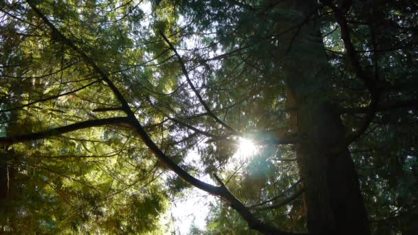 Danse du soleil à travers les branches — Video