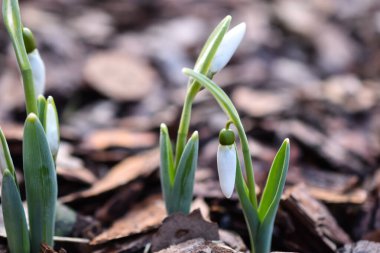 Bahçedeki kabukta büyüyen kardamlaları.