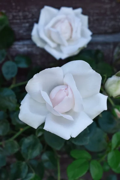 Rose 'Kuğu Gölü' bahçedeki güllerin kraliçesidir..