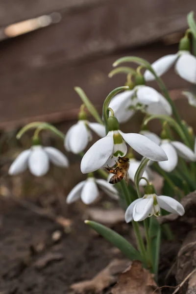 Bir arı, kardamlalarından polen toplar.