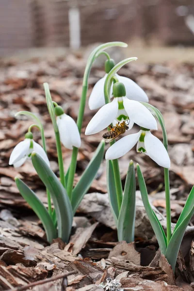 Beyaz kar damlaları ve bal için polen toplayan arı..