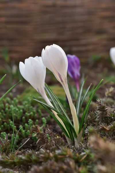 Bahçede büyüyen genç timsahlar.