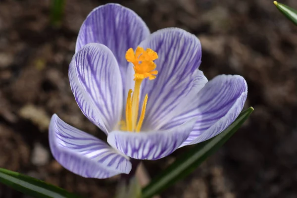 Mor çizgili, makro mercekli krokus iğnesi..