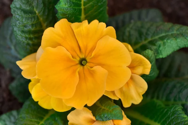 Büyük çiçekli, bahçe yetişmiş çuha çiçeği..