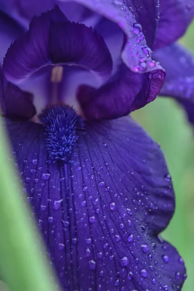 Harika sakallı Iris. Yapraklar reçel yapımında kullanılabilir..