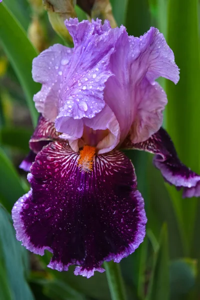 Sakallı Iris. Tatlandırıcı madde olarak kullanılan şekerleme ürünlerine, unlu Iris rizomları eklenir, küçük miktarlarda baharatlar.