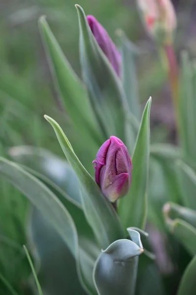 Doğrudan güneş ışığı papağan laleleri için yıkıcıdır. Gölgede ya da yarımada yetişmeliler..