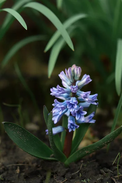 Sümbül parfüm endüstrisinde kullanılır. Bazı araştırmacılar sümbül kokusunun pozitif duyguları uyardığını, stresi azalttığını ve verimliliği artırdığını iddia ediyor..
