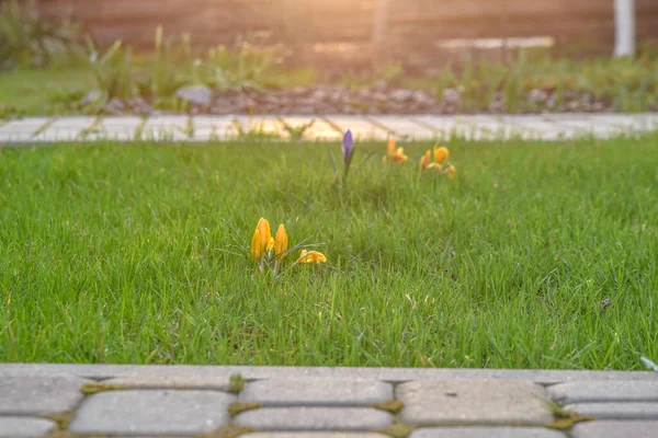 Evin dışındaki yeşil çimleri aydınlatan güneş ışınları. Sarı çiçekli timsahlar..