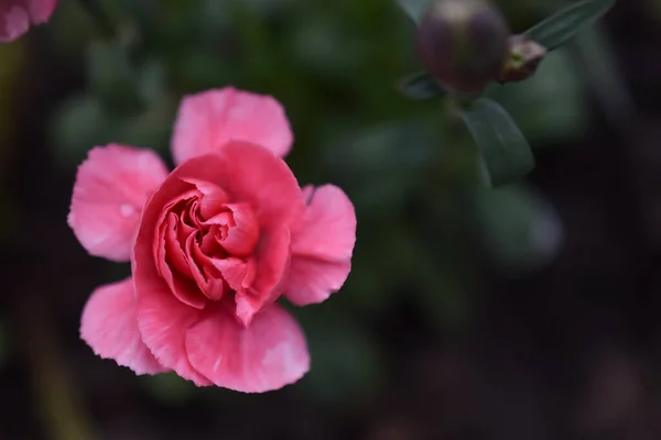 Koyu yeşil arka planda pembe karanfil. Üst görünüm.