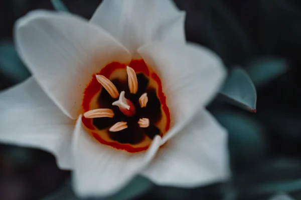 Makro fotoğraf. Beyaz güzel lale, üst manzara.