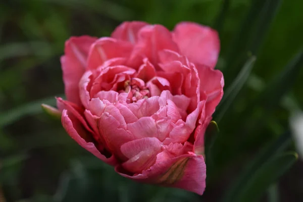 Terry laleleri, şakayıkları andıran gür, gür çiçeklerle karakterize edilir..