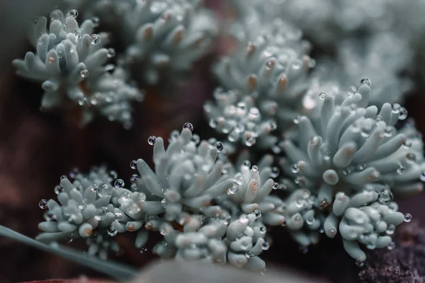 Sedum rubrotinctum Meksika 'dan gelen küçük bir çalıdır.