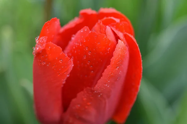 Yağmurdan sonra lale yapraklarının üzerine düşer. Makro fotoğraf.