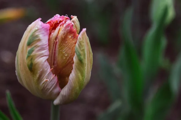 Fotografia Macro Tulipa Forma Peónia Vista Frontal — Fotografia de Stock
