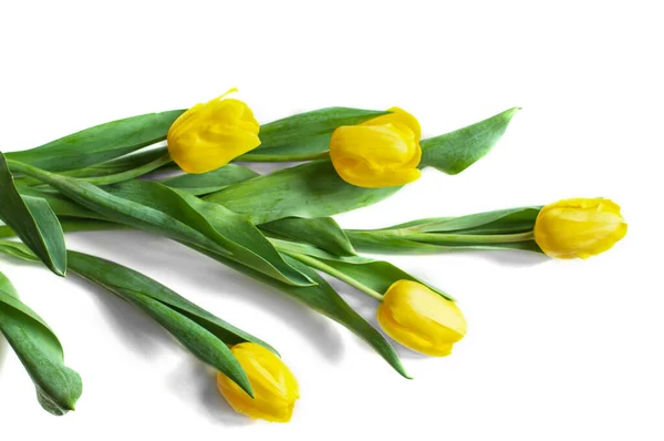 Beyaz arka plana yayılmış sarı laleler.