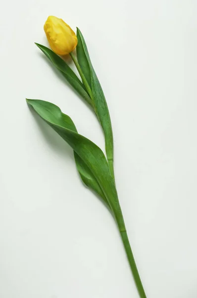 Ortasında yeni kesilmiş sarı bir lale var.