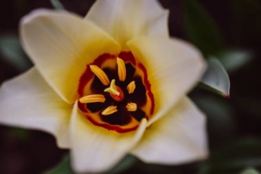 Makro fotoğraf. Beyaz, sarı, güzel lale, üst manzara..