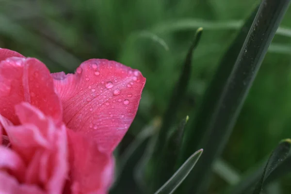 Makro fotoğraf. Parlak pembe bir taç yaprağının üzerine düşer.