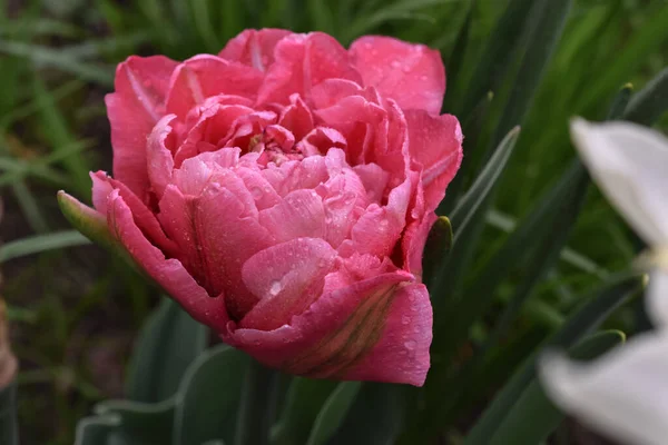 Bahçedeki yaprakların üzerine damlacıklar serpiştirilmiş şakayık şekilli lale..