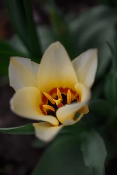 Çimenlerdeki güzel lale. Bir kart için makro fotoğraf.