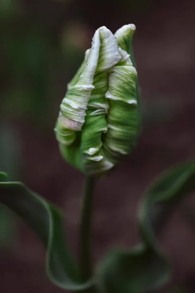 Σταγόνες Βροχής Στα Φύλλα Τουλίπας Λαμπερό Πράσινο Χρώμα Λευκές Ρίγες — Φωτογραφία Αρχείου