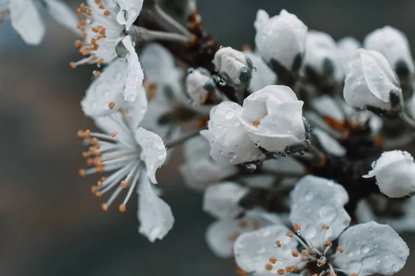 Yaprakların üzerine yağmur damlası. Erik ağacı çiçek açmış durumda. Soğuk gölgeler.