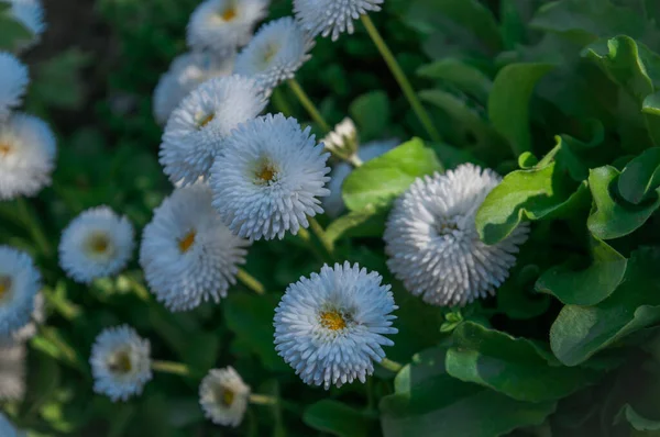 Serin gölgeli beyaz çiçekler, makro fotoğraf..