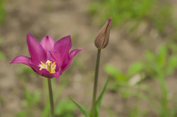 Tomurcuğunun yanında keskin yaprakları olan mor lale. Makro.