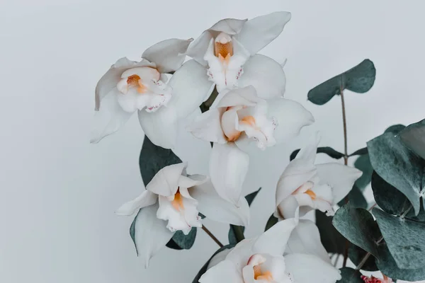 Beyaz arkaplanda okaliptüs filizi ile orkide.