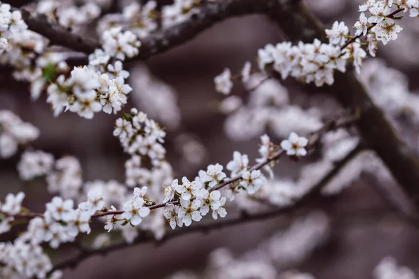 Pembe gölgeli, bulanık arka planı olan bir kiraz dalı..