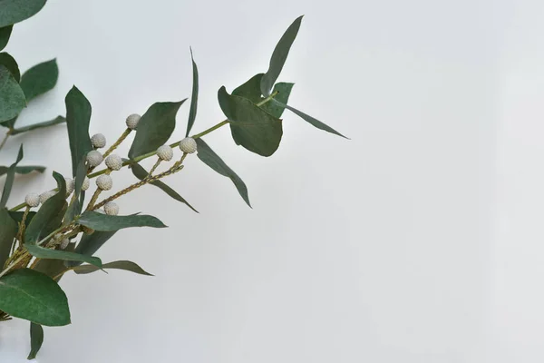 Metin için boşluk olan beyaz arkaplan. Okaliptüs tozu..