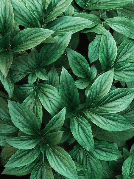 Yapraksı desen. Makro fotoğraf, üst manzara. Yapraklar..