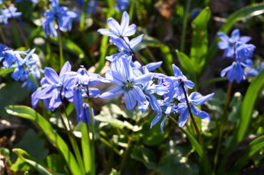 İlkbaharda mor bir scilla çiçeğine yaklaş.